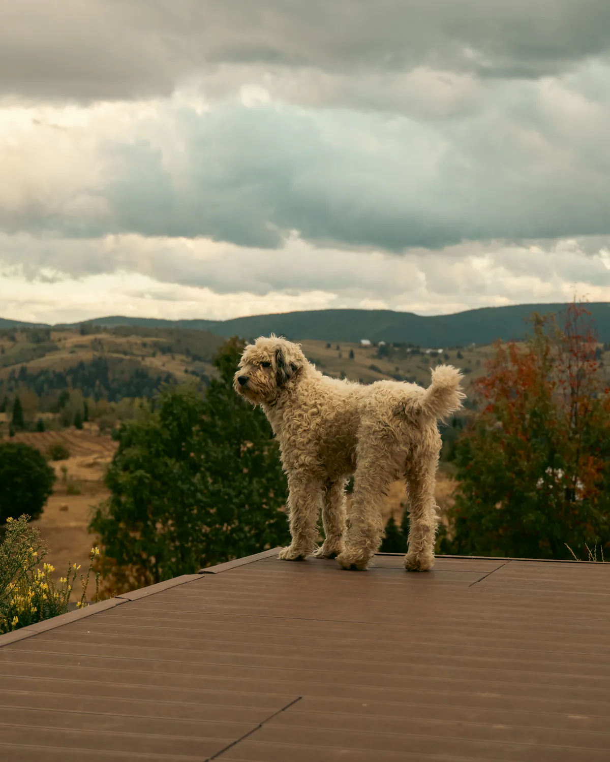 Two sheep standing on the cabin terrace above the valley