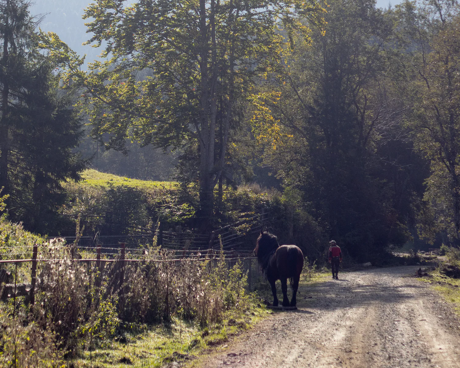 Animals standing on a road through a forest