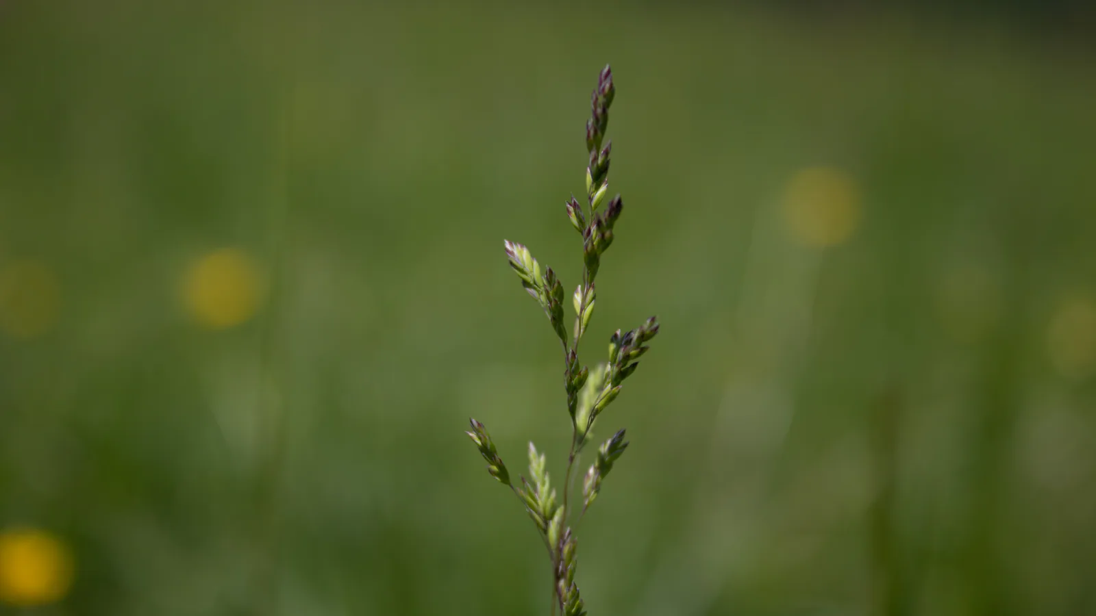 Grasses and wild plants in a meadow
