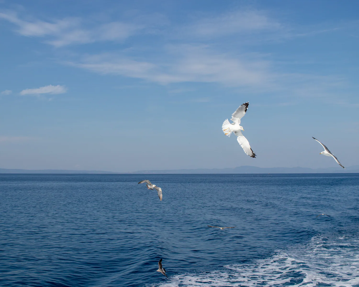 Seabirds flying above the water
